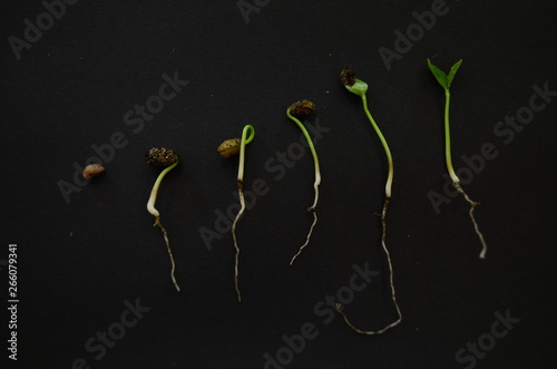 Etapy kiełkowania nasion bluszczu pospolitego Hedera helix.  photo