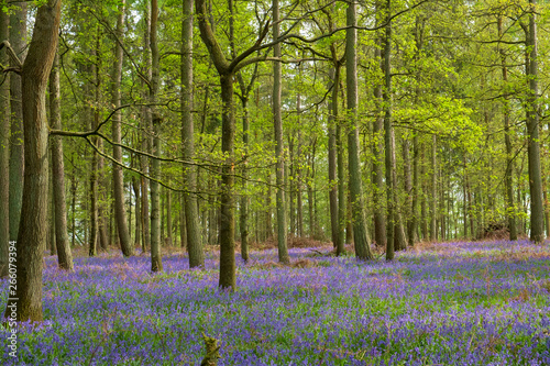 Bluebell Wood, a typical woodland scene in the English countryside in Spring.