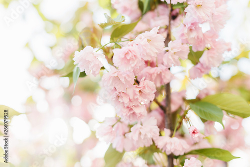 Spring background art with pink blossom. © sweetlaniko