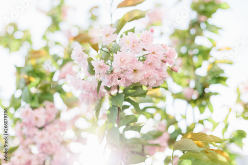 Spring background art with pink blossom. © sweetlaniko