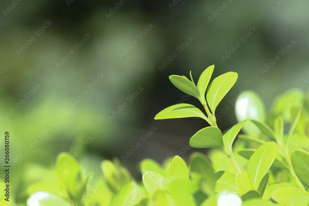 Fresh green leaves ;boxwood;spring leaves Fresh green leaves ;boxwood;spring leaves