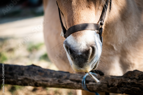 Portrait d'un cheval marron dans un centre équestre