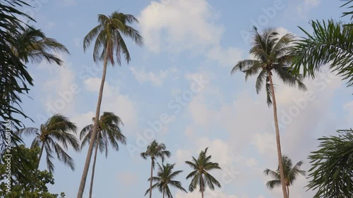 Wallpaper Mural Palm Trees and Sky view on summer holiday background Torontodigital.ca