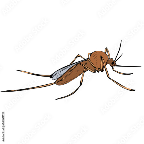  isolated, insect, mosquito, pest on a white background