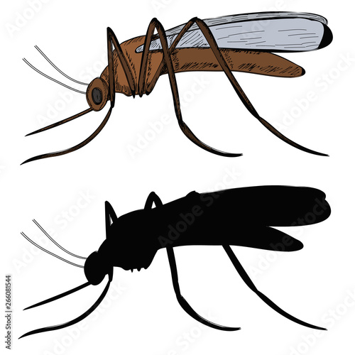 insect, mosquito, pest with silhouette