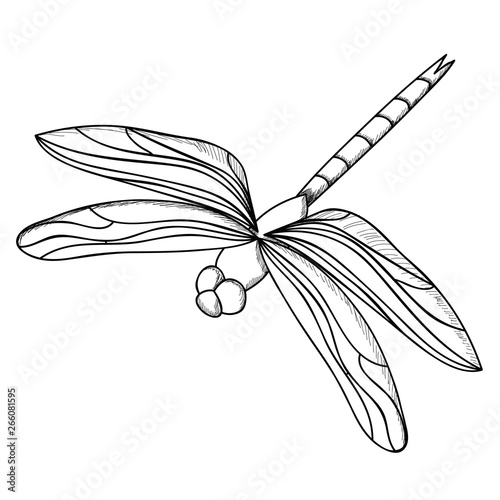  isolated, insect, dragonfly sketch and lines, on white background