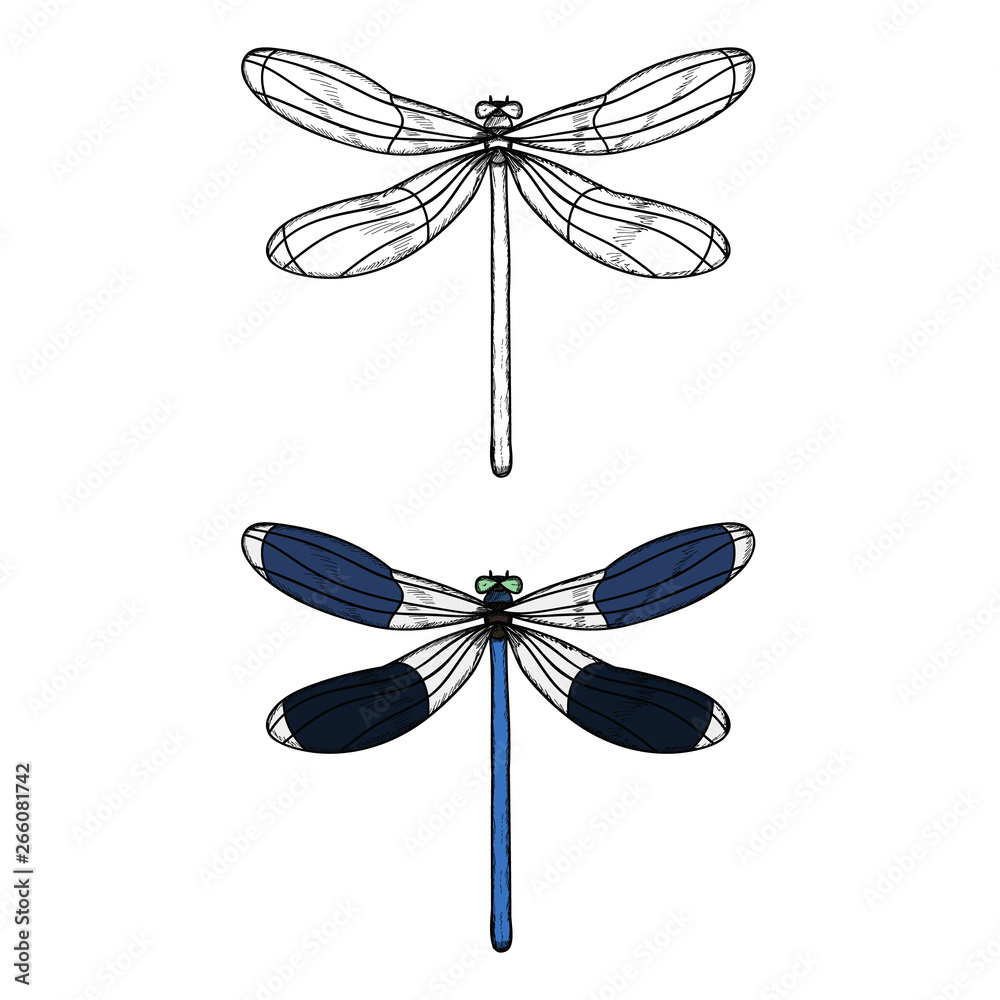 vector, isolated, insect, dragonfly with a sketch, icon vector, isolated, insect, dragonfly with a sketch, icon