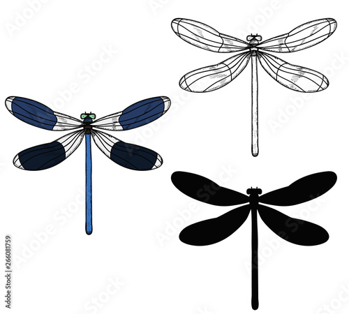 vector, isolated, insect, dragonfly with a sketch, icon