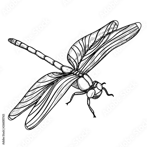 vector, isolated, insect, dragonfly sketch and lines