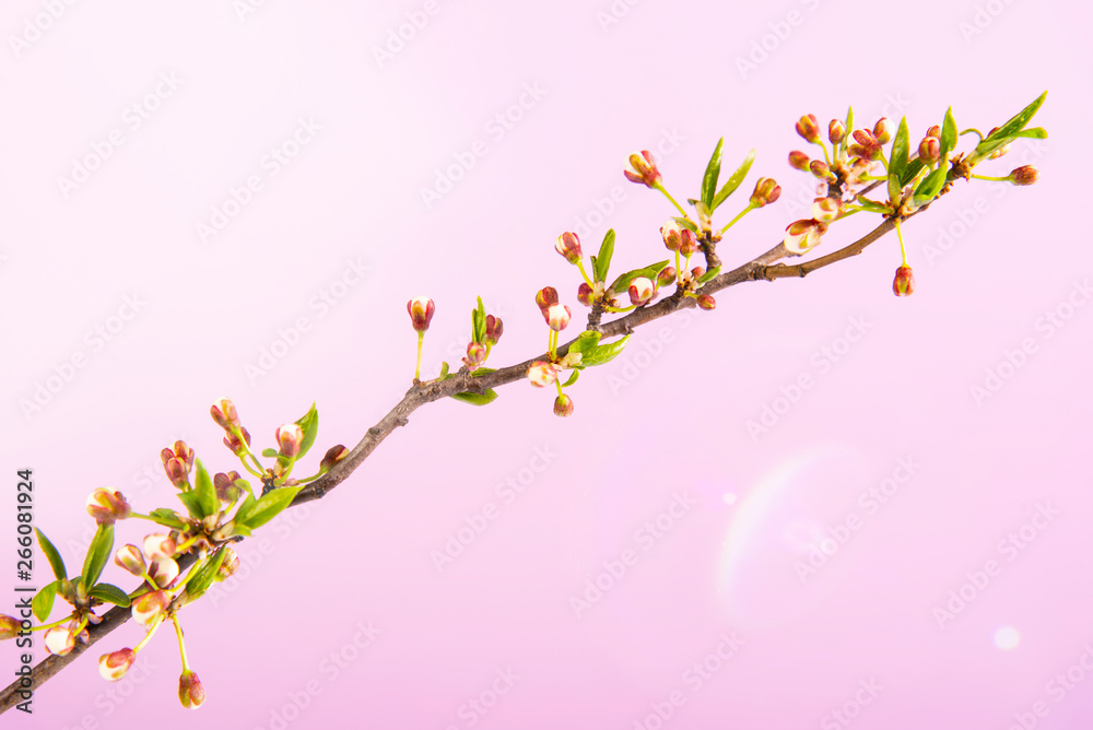 Fototapeta premium Beautiful gentle spring twigs with white flowers on a pink background top view flat lay with space for text. Greeting card with delicate flowers Pink floral background