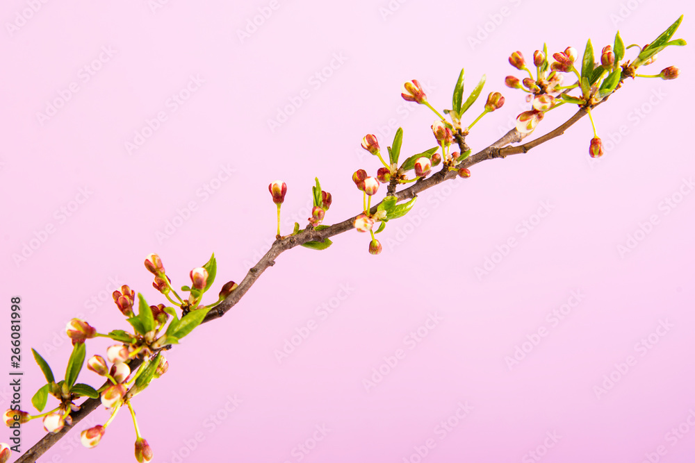 Beautiful gentle spring twigs with white flowers on a pink background top view flat lay with space for text. Greeting card with delicate flowers Pink floral background Beautiful gentle spring twigs with white flowers on a pink background top view flat lay with space for text. Greeting card with delicate flowers Pink floral background