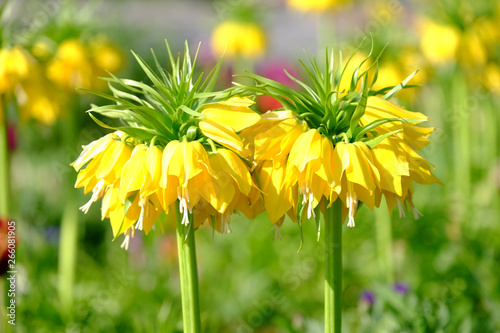 Kaiserkrone in voller Blüte