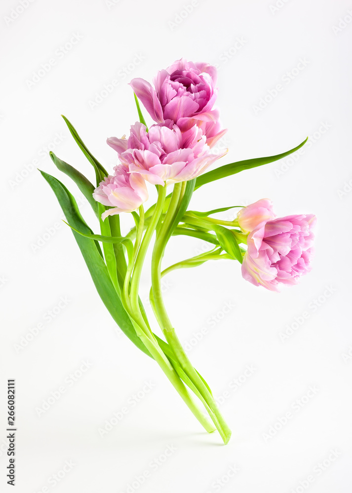 Pink peony tulip flowers on white background. - obrazy, fototapety, plakaty 