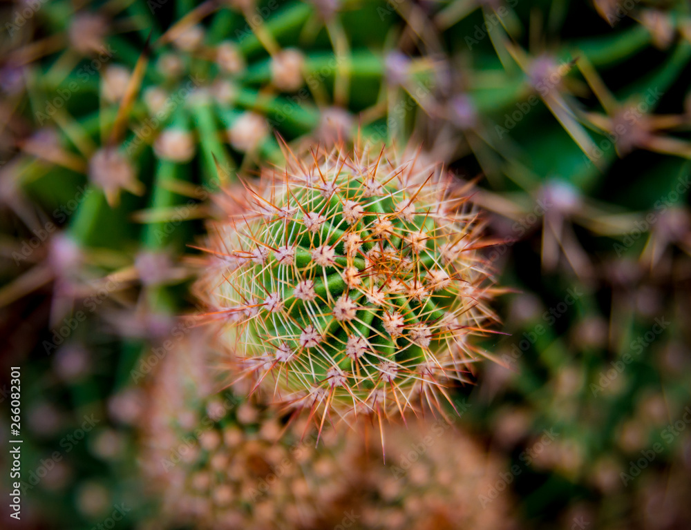 Beautiful macro shots of prickly cactus. Background and textures Beautiful macro shots of prickly cactus. Background and textures