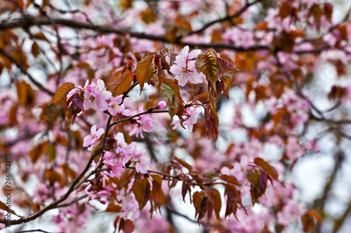 Blooming pink sakura in early spring