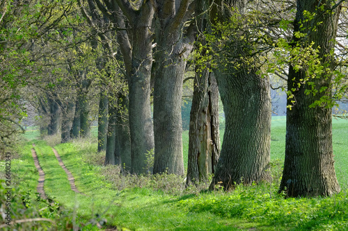 Baumreihe an einem Feldweg