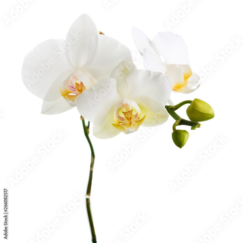 Fototapeta Naklejka Na Ścianę i Meble -  Orchid isolated on white background.