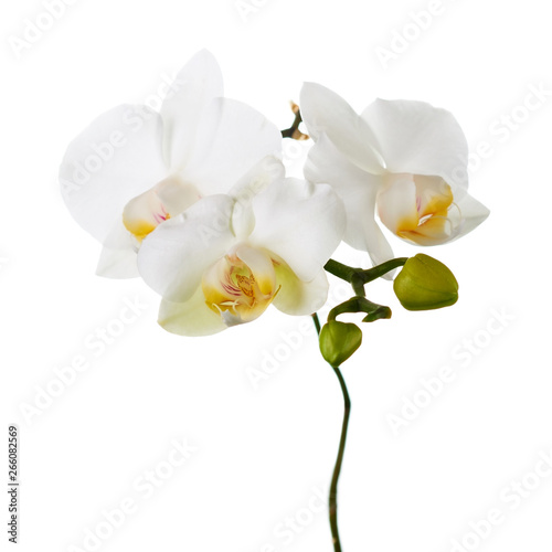 Orchid isolated on white background.