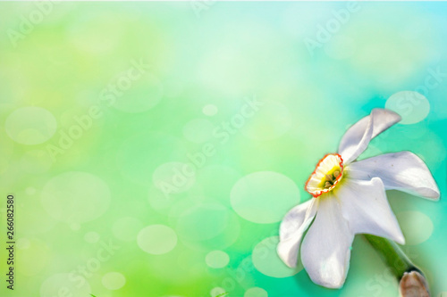 easter flowers in spring background, Spase for text