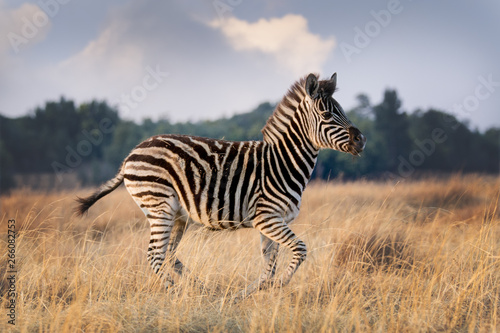 A zebra foal running in the Dunkeld Estate  South Africa