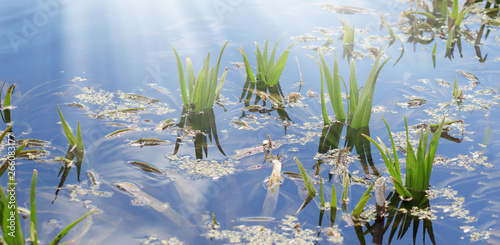 Schilderij op canvas Lake with water lily and bulrush plants, fishing place, pond with blue water, la