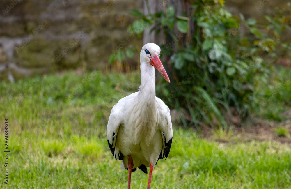 Storch im Elsass, Frankreich Klapperstorch Portrait Storch im Elsass, Frankreich Klapperstorch Portrait