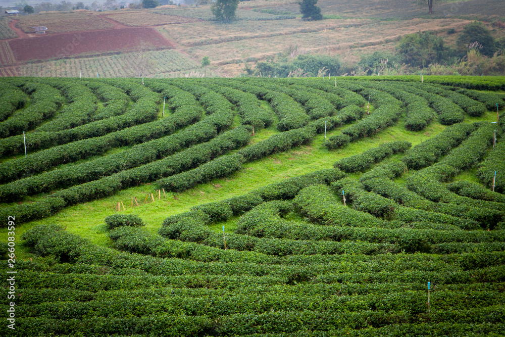 Tea plantations Choui Fong in Chiang Rai