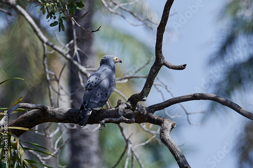 African harrier-hawk (Polyboroides typus)
