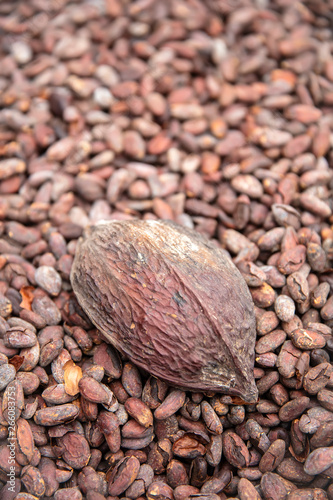 Raw cacao beans and pod