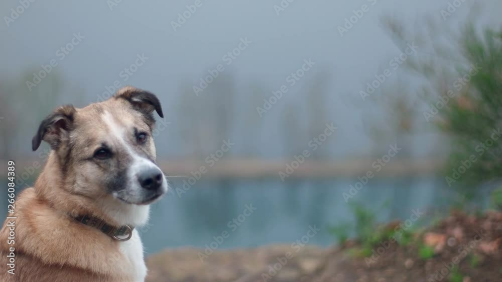 Focus pull from bald trees at a river in the back to a cute dog in the front Focus pull from bald trees at a river in the back to a cute dog in the front