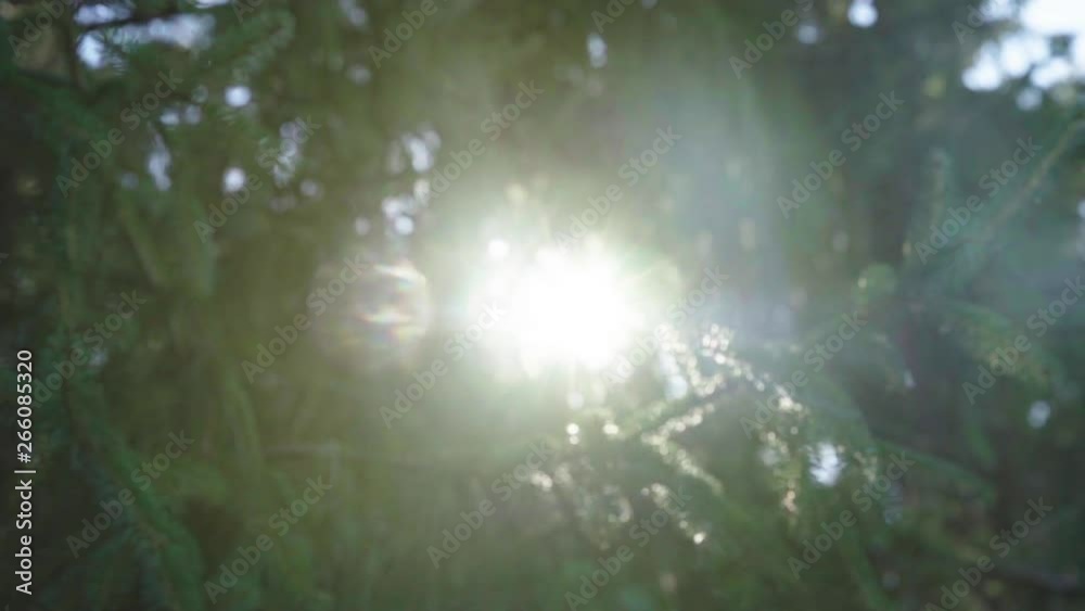 Lovely B Roll shot of sun light rays poking through the branches of pine trees Lovely B Roll shot of sun light rays poking through the branches of pine trees