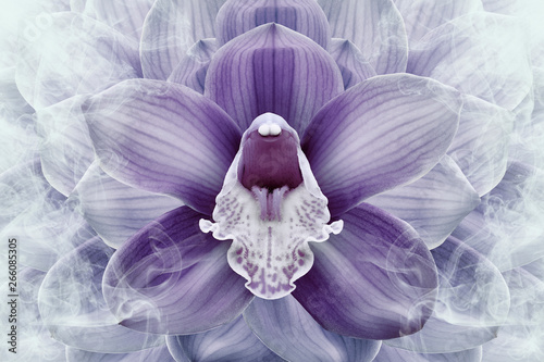 Floral halftone purple and white background. Flower and petals of a purple orchid close up. Nature.