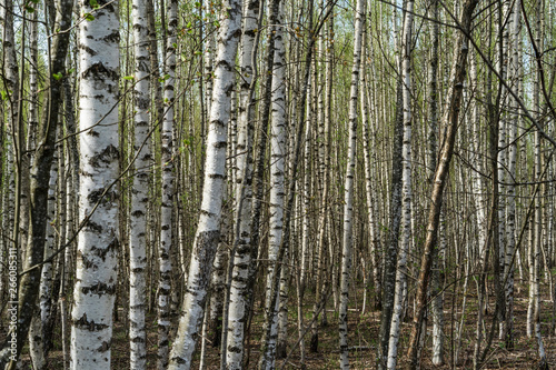 White birch trees in the forest in spring.