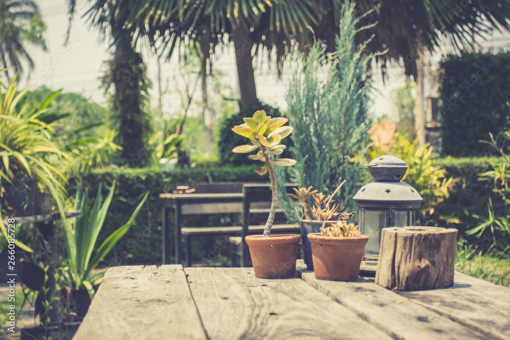 plants in pots on wooden table in garden. retro concept.decoration.