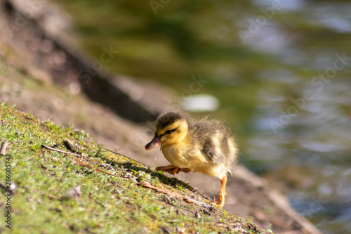 Süßes niedliches kleines Entenküken auf der Suche nach seiner Mutter