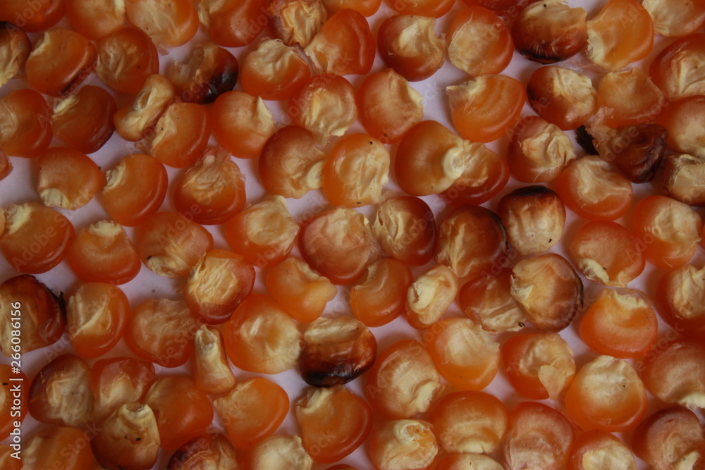 Corn Background