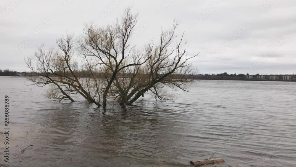 A tree submerged in water in off the Ottawa River during the 2019 Ottawa Flood.