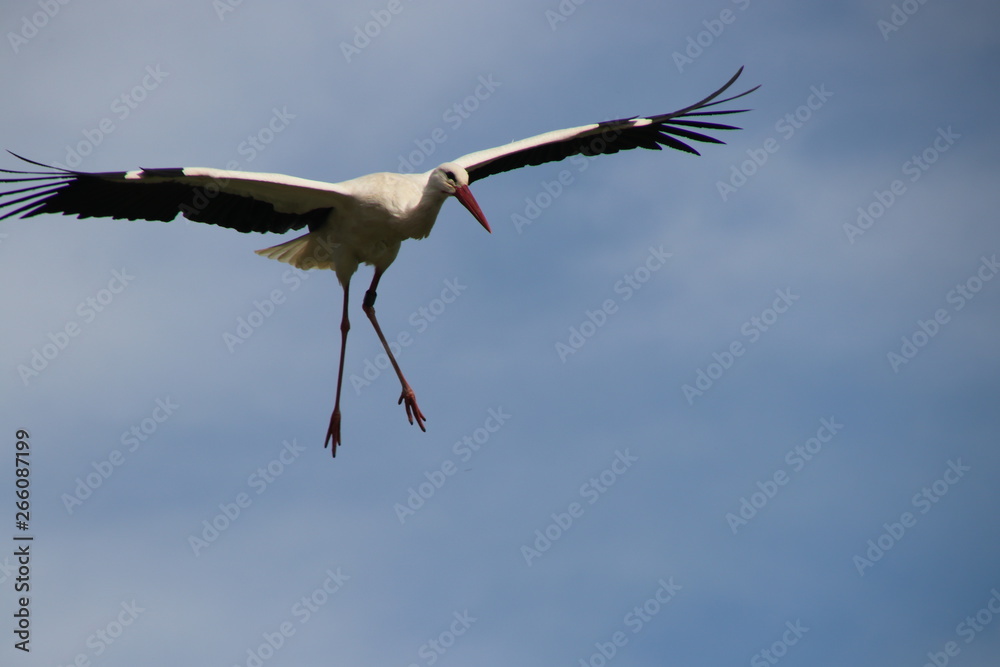 Obraz premium fliegender Storch