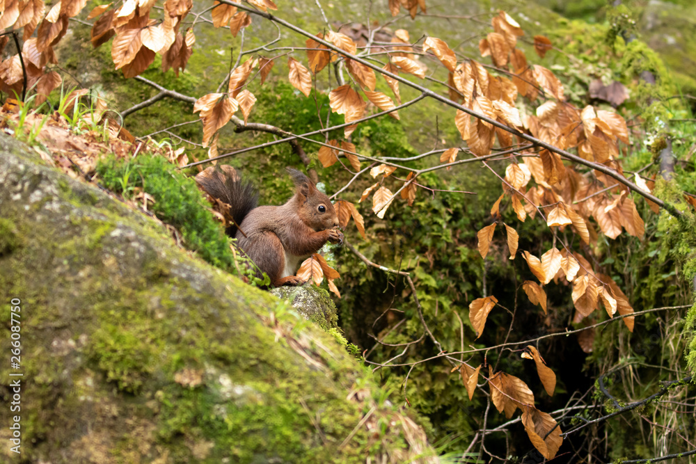 Ein freigestelltes Eichhörnchen der braunen Phase sitzt zwischen bemoosten Felsen in Seitenansicht und frisst eine Nuss