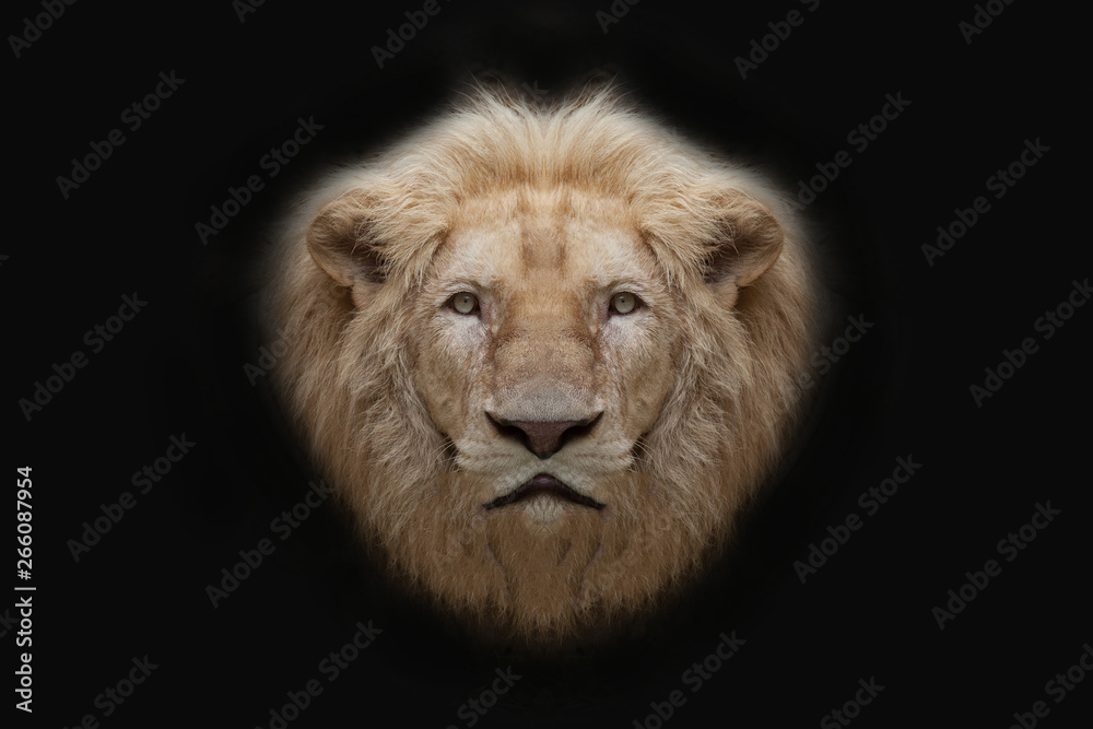 Fototapeta premium Lion face on black background.