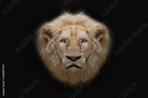 Lion face on black background.