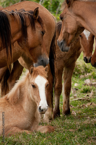 A herd of wild horses with a young horse sitting in Tonga