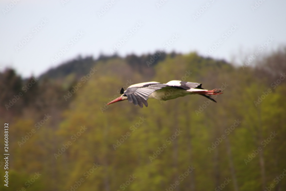 Fototapeta premium fliegender Storch