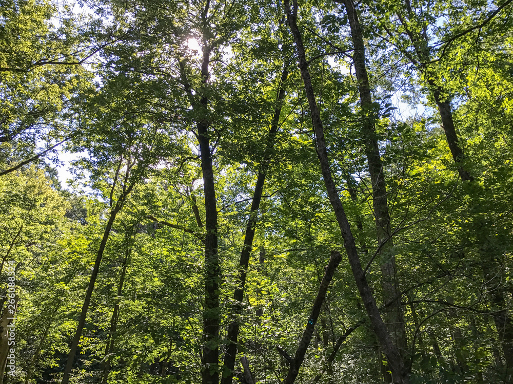 Natural forests have many trees that Is an interesting for tourist destination and should be preserved. Natural forests have many trees that Is an interesting for tourist destination and should be preserved.