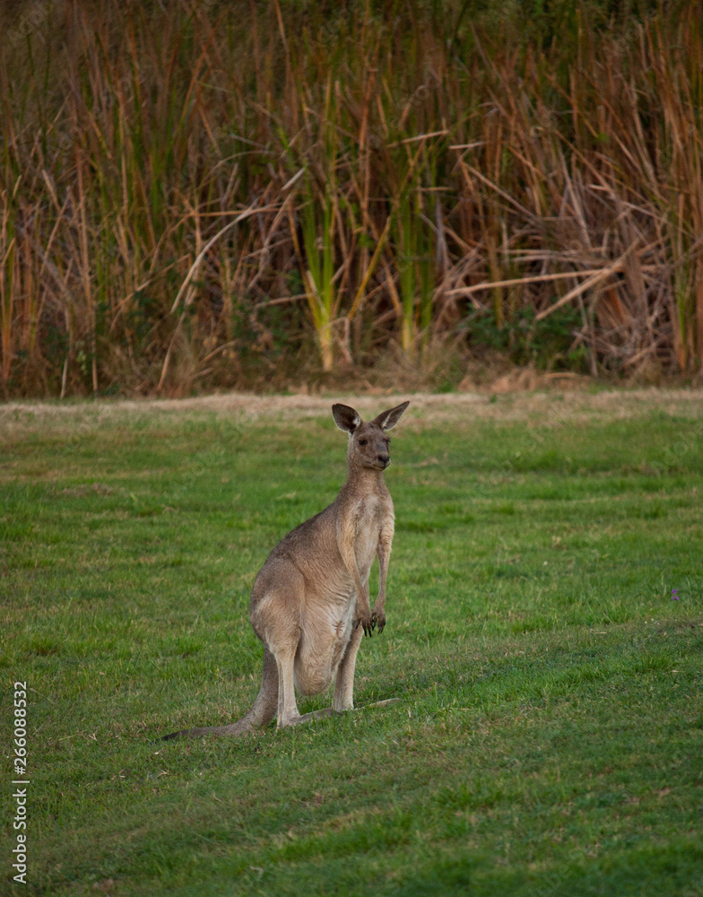 A kangaroo standing and watching in Australia
