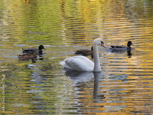 White swan and four ducks on pond and water reflection of landscape of royal Wilanow park in european Warsaw in Poland