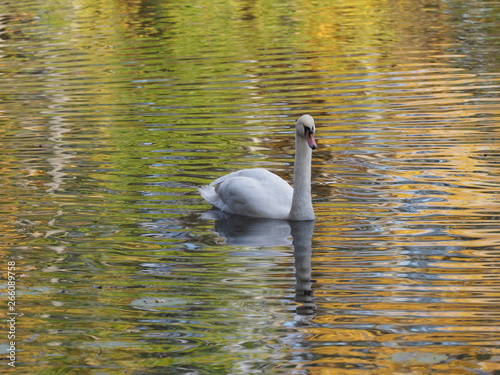 Beauty white swan on pond and water reflection of landscape of royal Wilanow park in european Warsaw city in Poland