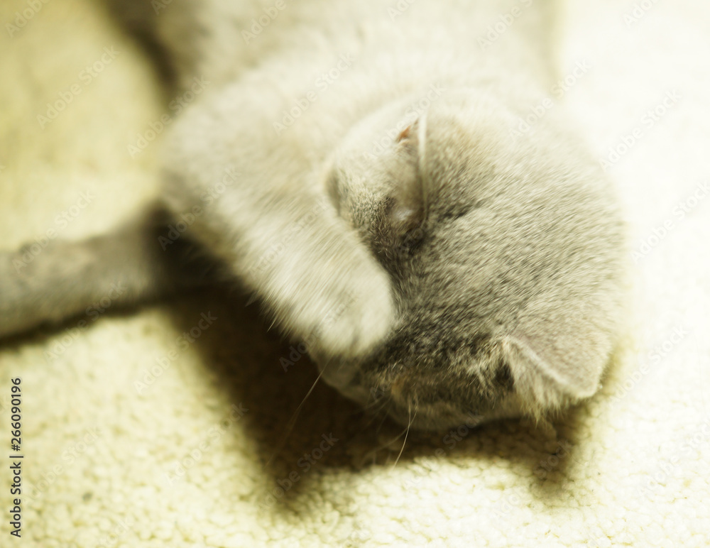 beautiful gray scottish cat with yellow eyes lying on the carpet beautiful gray scottish cat with yellow eyes lying on the carpet