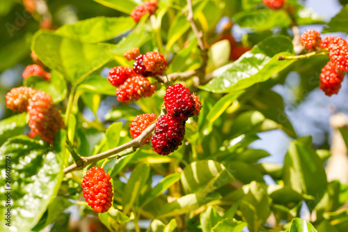 Ripe red and purple berries of mulberry on a fruit tree under the bright sun © Anna