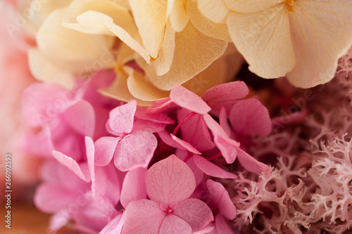 Close up of yellow pink bouquet of hydrangea